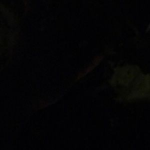 Meet your Posher, Christi